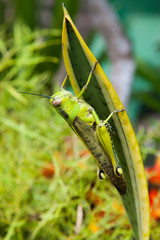 Grasshopper on a leaf