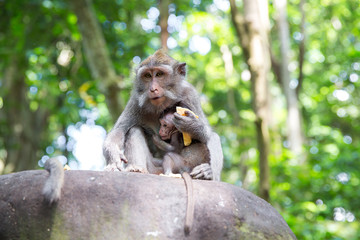 Family of long-tailed macaque (Macaca fascicularis) in Sacred Mo