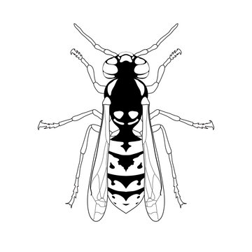 Wasp. Sketch of Wasp. Wasp isolated on white background. Wasp Design for coloring book.  hand-drawn Wasp.