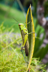 Grasshopper on a leaf