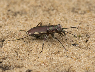Festive Tiger Beetle