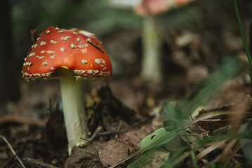beautiful natural red mushroom on the background of autumn fores
