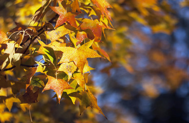 Autumn maple golden leaves