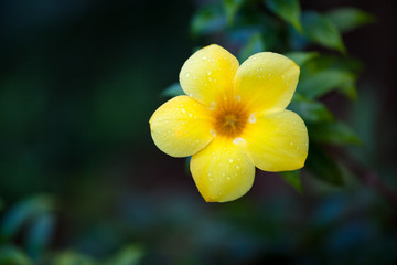 One yellow allamanda flower
