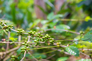 Coffee tree with ripe berries on farm, Bali island