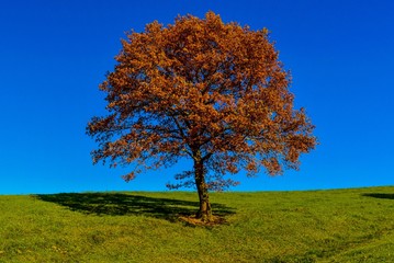 Fototapeta premium Herbstlanschaft