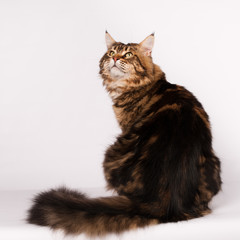 Big mainecoon tabby brown color on white 