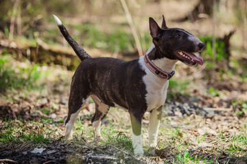 Dog breed Pit Bull Terrier