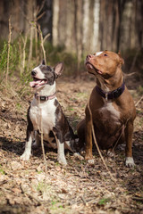 Dog breed American Pit Bull Terrier and Bull Terrier