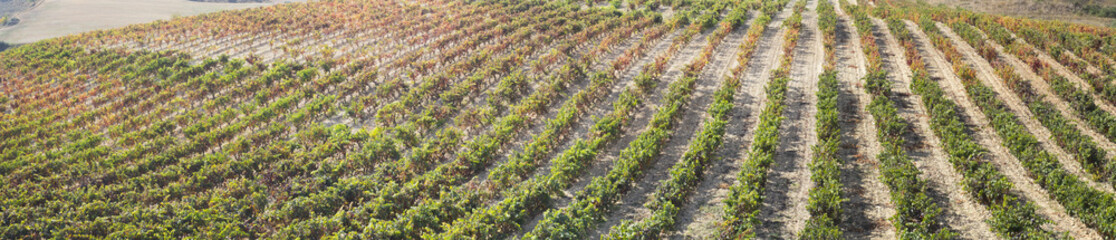 Vineyards in Torres del Rio, Navarre