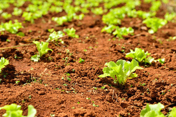 Lettuce plants on a field