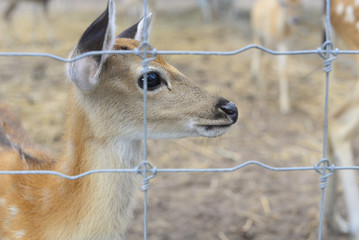 deer in prison