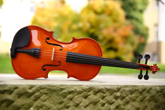 Geige Instrument Garten Park