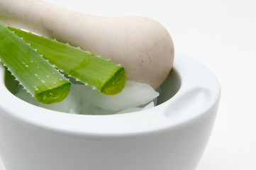 Aloe vera plant