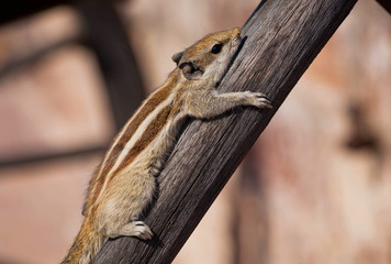 Wild chipmunk lying relaxed