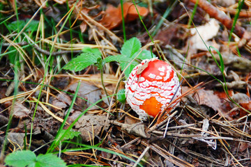 Fly-agaric