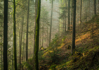 carpathian pine forest in sunlight