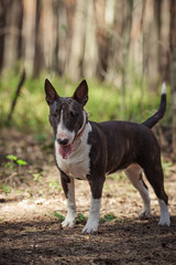 Dog breed Pit Bull Terrier