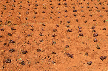 Lettuce plants on a field