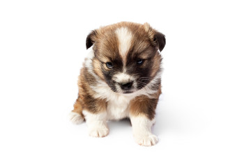 Cute purebred puppy (dog) on a white background