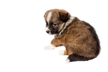 Cute purebred puppy (dog) on a white background