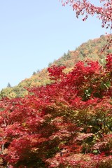 もみじ/七色に色付くもみじ