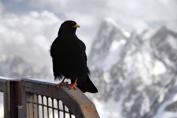 Alpine Chough (Pyrrhocorax graculus) also known as Yellow-billed