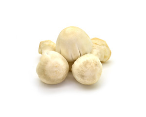 Straw Mushroom on white background
