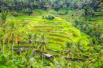 Beautiful green terrace paddy fields on Bali, Indonesia
