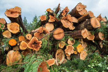 Trees chopped and stacked
