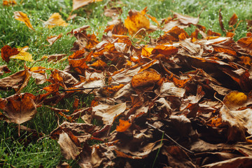 autumn leaves on the lawn