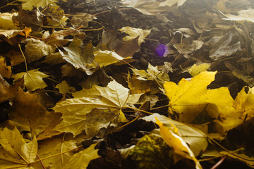 beautiful autumn wonderful yellow leaves on a ground under amazi
