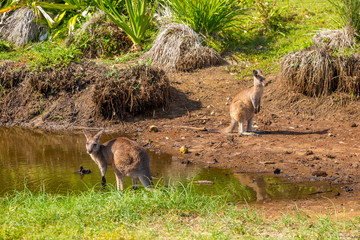 Australian Kangaroos in Pebbly Beach © bennymarty