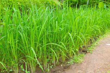 Beautiful green terrace paddy fields on Bali, Indonesia