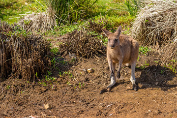 Red Australian Kangaroo  © bennymarty