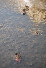 Ducks in Sarajevo
