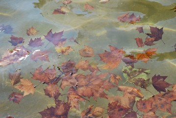 Tree leaves in a fountain