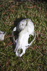 Raccoon skull