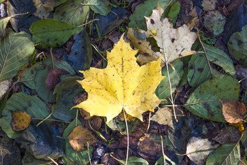 Yellow autumn maple leaf