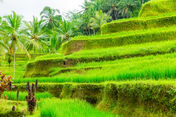 Beautiful green terrace paddy fields on Bali, Indonesia