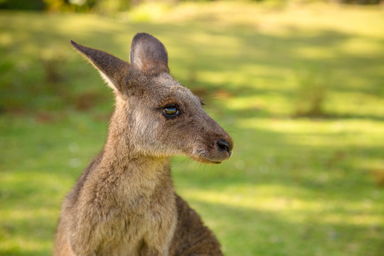 Australian Kangaroo in Pebbly Beach