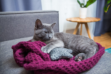 Katze liegt gemütlich auf dem Sofa