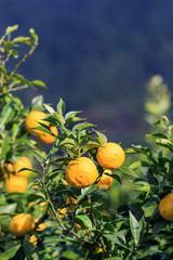 Yuzu: Citrus junos is a kind of Japanese citrus