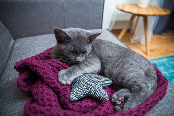 Katze liegt gemütlich auf dem Sofa