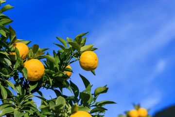 Yuzu: Citrus junos is a kind of Japanese citrus