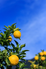 Yuzu: Citrus junos is a kind of Japanese citrus