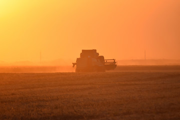 Fototapeta premium Harvesting by combines at sunset.