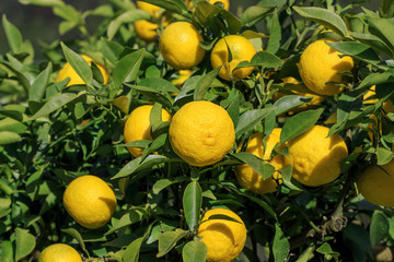 Yuzu: Citrus junos is a kind of Japanese citrus