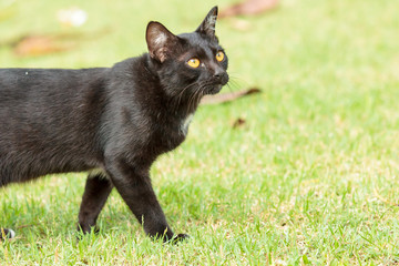 Black cat walking on the green grass.