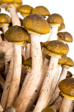 Funghi pioppini isolati su sfondo bianco